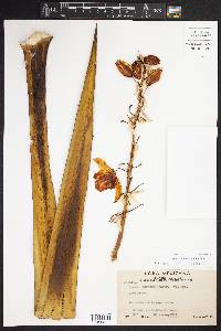 Yucca treculeana image