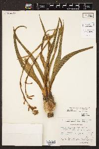 Polianthes geminiflora var. clivicola image