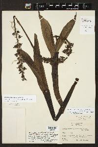 Govenia dressleriana image