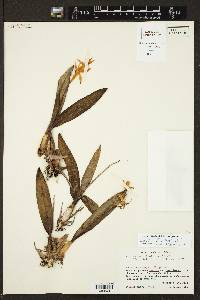 Prosthechea vitellina image