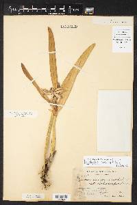 Prosthechea baculus image