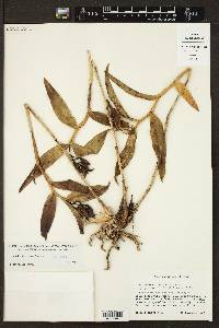 Epidendrum eximium image