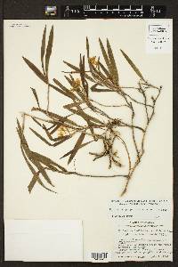 Epidendrum propinquum image