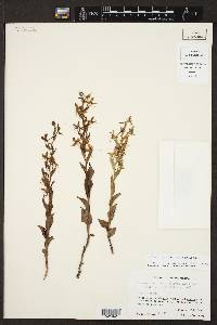 Habenaria entomantha image