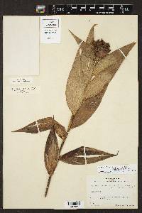 Elleanthus cynarocephalus image