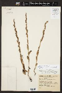 Habenaria flexuosa image