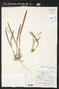 Epidendrum ochraceum image
