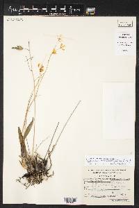 Prosthechea concolor image