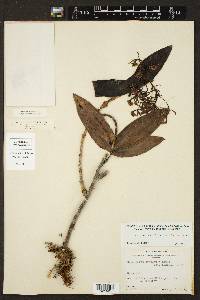 Epidendrum arbuscula image