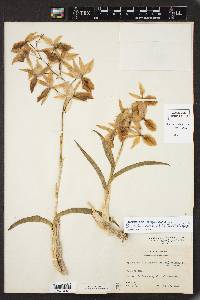 Image of Barkeria spectabilis