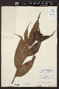 Elleanthus cynarocephalus image
