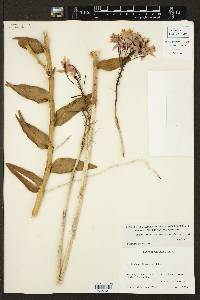 Epidendrum radicans image