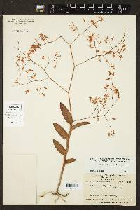 Epidendrum diffusum image