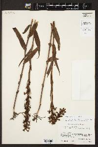 Habenaria alata image