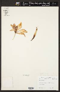 Laelia anceps image