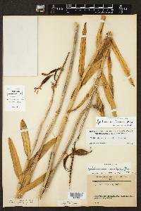 Epidendrum imatophyllum image