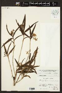 Epidendrum propinquum image