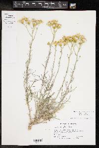 Senecio flaccidus image