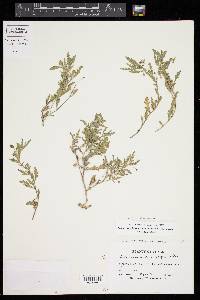 Chamaesaracha texensis image