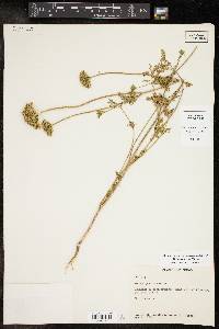 Daucus pusillus image