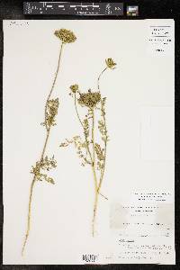 Daucus pusillus image