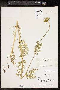 Daucus pusillus image