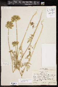 Daucus pusillus image