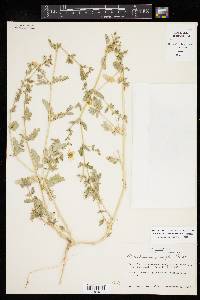 Kallstroemia parviflora image