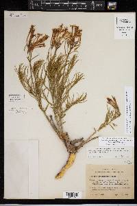 Amsonia longiflora var. salpignantha image
