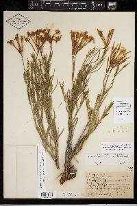 Amsonia longiflora image