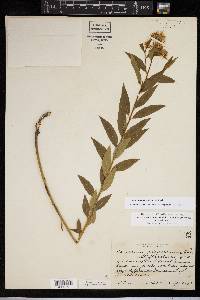 Amsonia rigida image