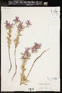 Eryngium leavenworthii image