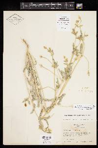 Kallstroemia grandiflora image