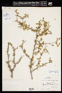 Guaiacum angustifolium image