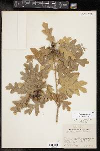 Quercus gambelii image