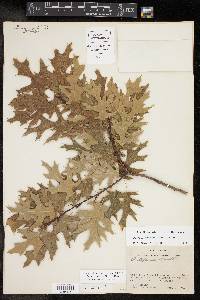 Quercus buckleyi image