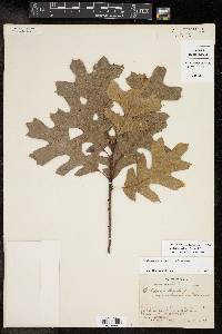 Quercus buckleyi image