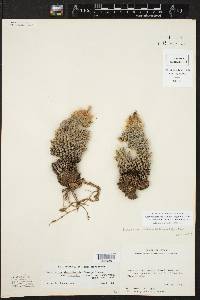Image of Pelecyphora tuberculosa