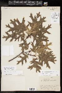 Quercus buckleyi image