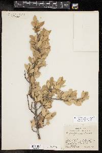 Quercus fusiformis image