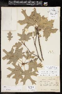 Quercus buckleyi image