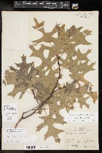 Quercus buckleyi image