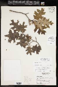 Quercus buckleyi image