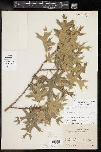 Quercus buckleyi image