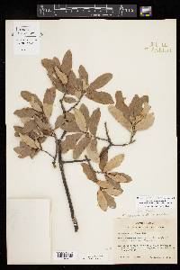 Quercus sinuata image