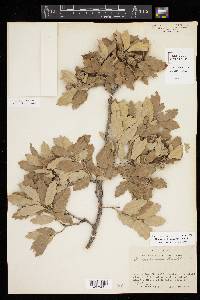 Quercus mohriana image