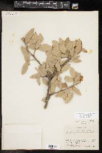 Quercus fusiformis image