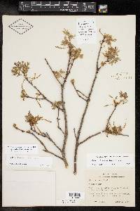 Quercus buckleyi image