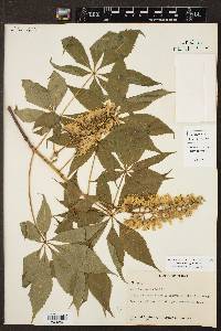 Aesculus arguta image