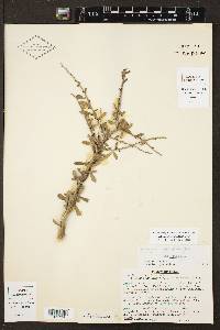 Schaefferia cuneifolia image